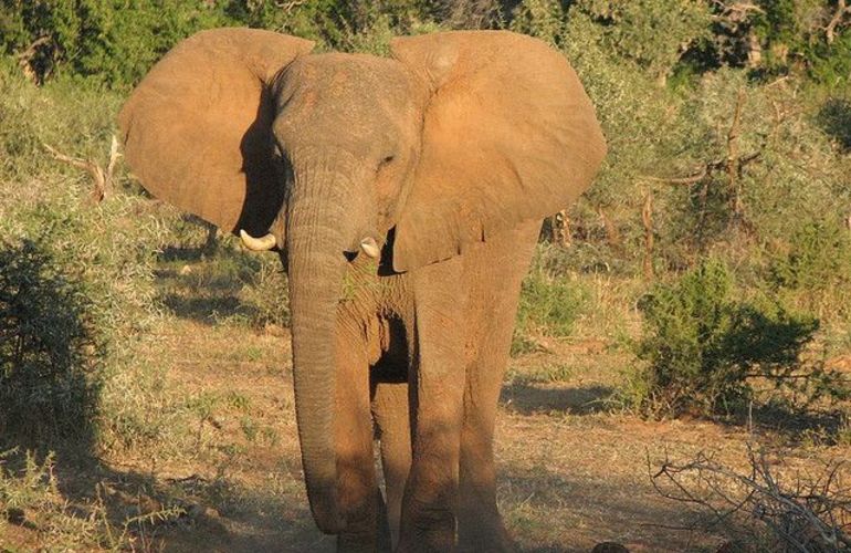 Explore the Landscapes and Wildlife of Botswana Elephant Trail