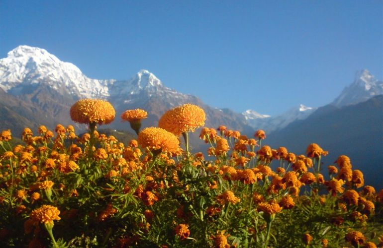 Annapurna Mountains & Wildlife