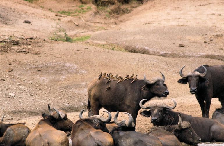 7 Day Gorillas in Rwanda and Chimps and Wildlife in Uganda