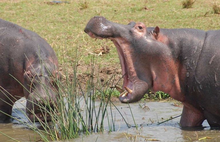7 Day Gorillas in Rwanda and Chimps and Wildlife in Uganda