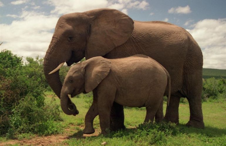 Southern African Circuit: 32-Day Cultural & Wildlife Adventure