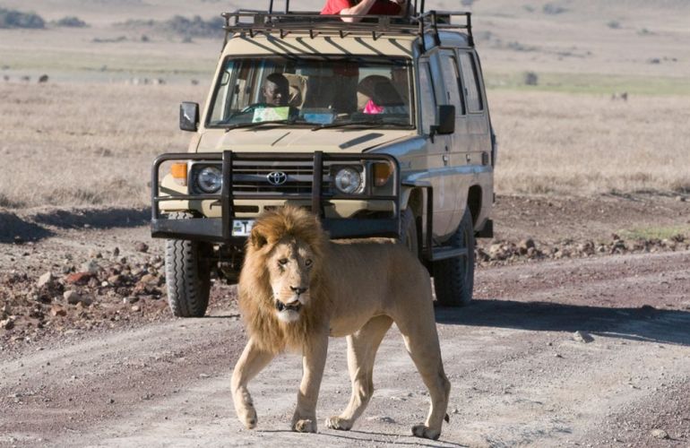 Serengeti: The Ultimate Safari Experience