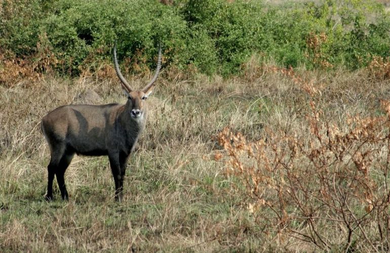 7 Day Gorillas in Rwanda and Chimps and Wildlife in Uganda