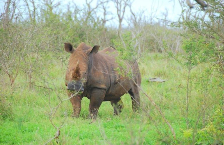 Southern African Circuit: 32-Day Cultural & Wildlife Adventure