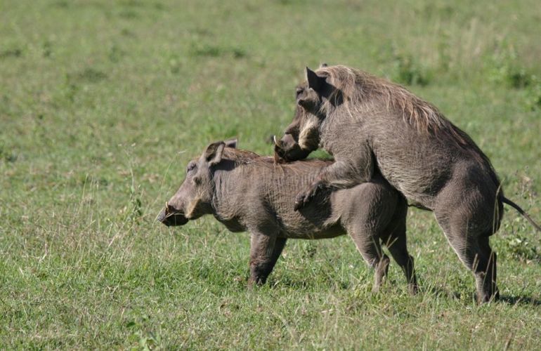 32-Day Wildlife & Cultural Experience in Rwanda, Uganda, Kenya & Tanzania