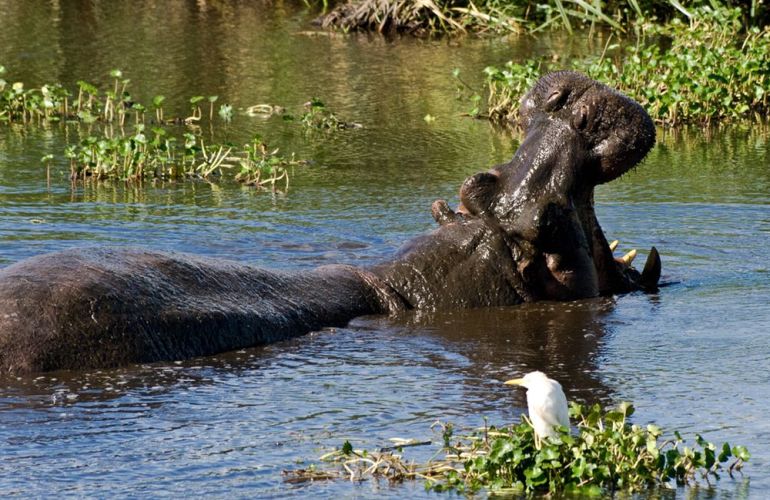 32-Day Wildlife & Cultural Experience in Rwanda, Uganda, Kenya & Tanzania