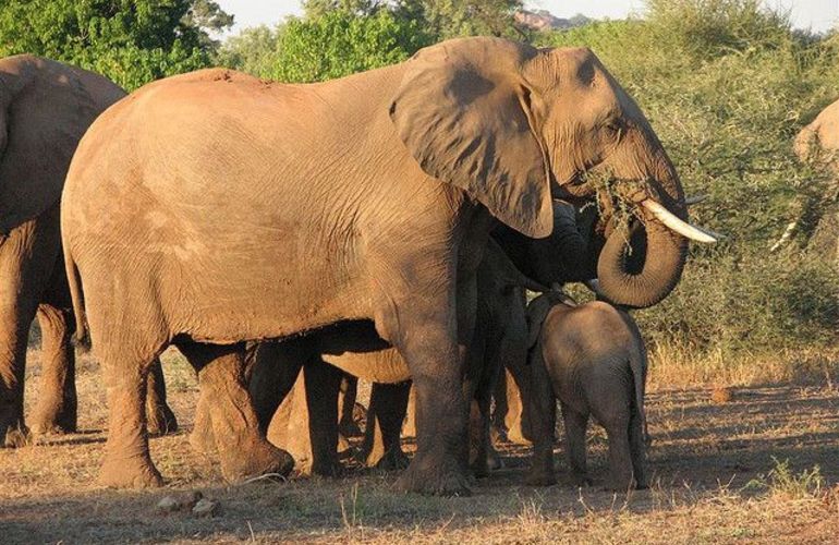 Explore the Landscapes and Wildlife of Botswana Elephant Trail