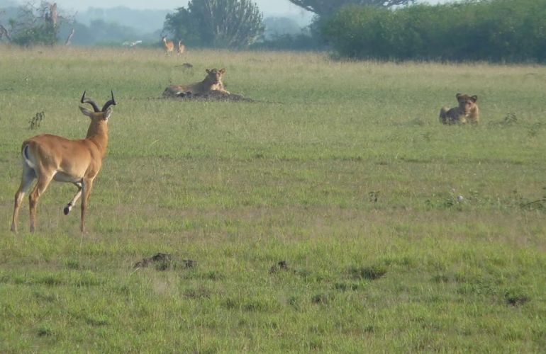 32-Day Wildlife & Cultural Experience in Rwanda, Uganda, Kenya & Tanzania
