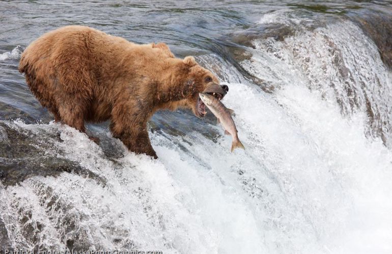 Executive Fishing and Wildlife Safari