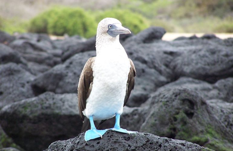 Voyage Galapagos: 7-Day G3 Cruise & Wildlife Adventure in Central Islands