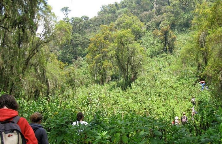 8 Day - Gorillas in the Virungas and Bwindi 