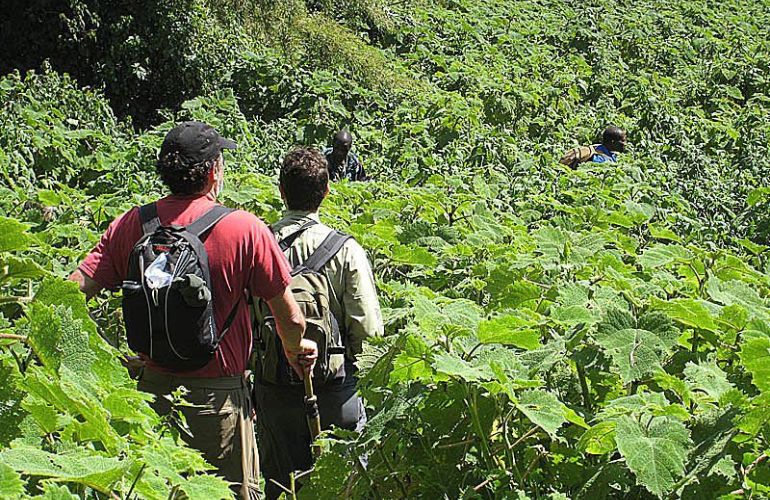 8 Day - Gorillas in the Virungas and Bwindi 