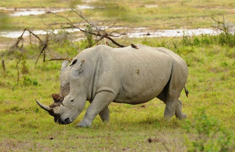 African Culture And Wildlife Viewing on Addis to Zanzibar Adventure