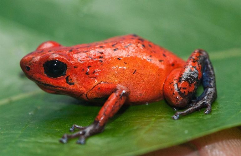 Arenal Rainforest to Manuel Antonio Family Adventure