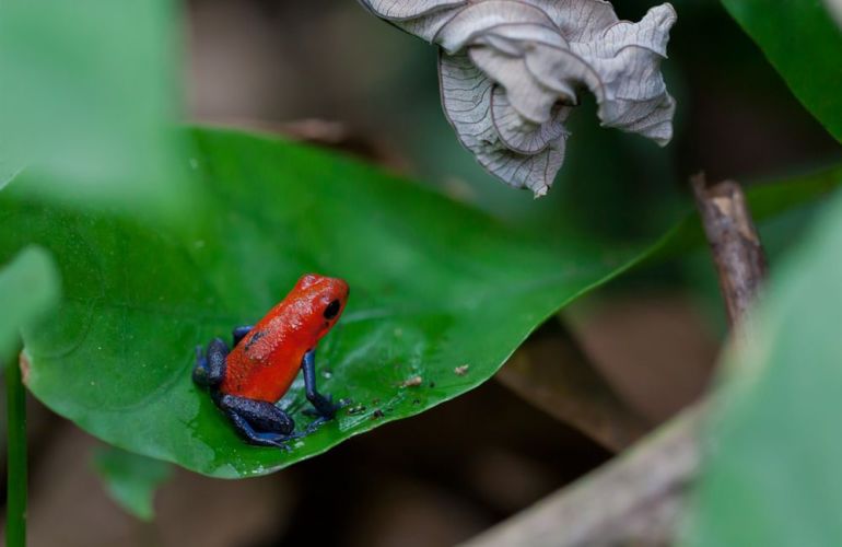 Classic Costa Rica Adventure in 9 Days