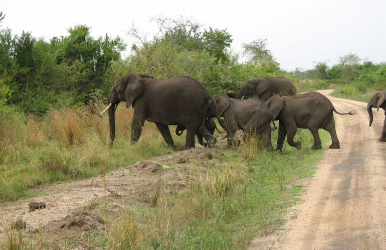 Discover the Cultural Heritage of Uganda, Rwanda & Kenya in this 19-Day Wildlife Adventure
