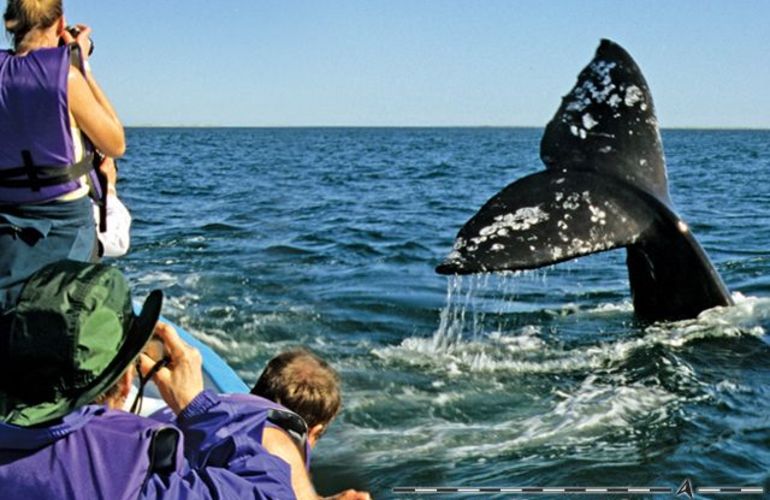 The Extraordinary Whales of Baja
