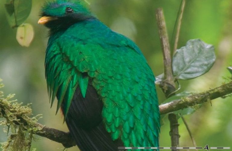 The Natural Jewels of Costa Rica