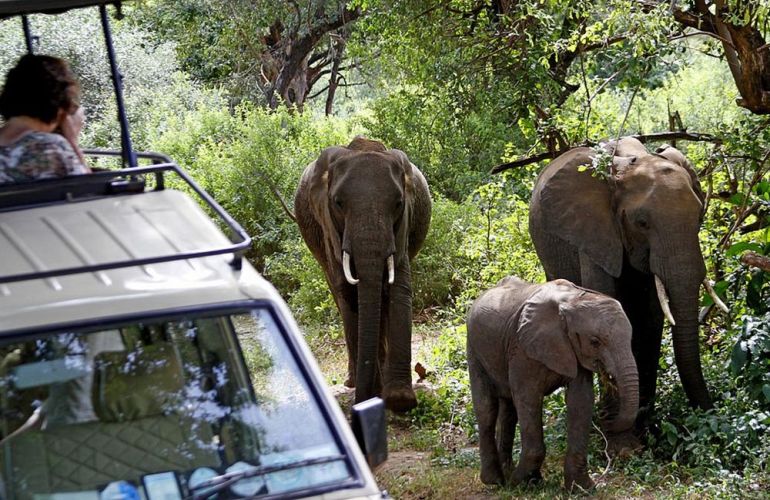 Serengeti: The Ultimate Safari Experience