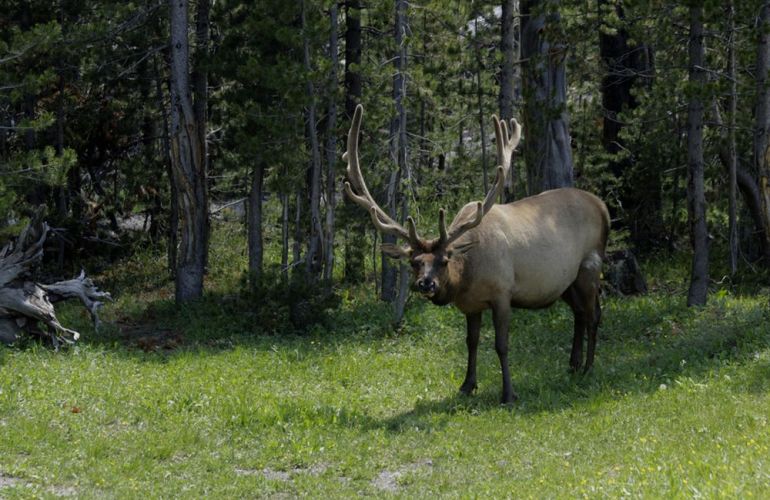 Yellowstone National Park