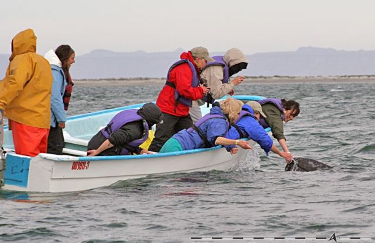 The Extraordinary Whales of Baja