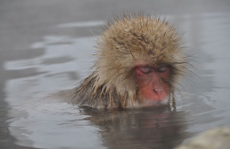 See the Famous Snow Monkeys of Japan