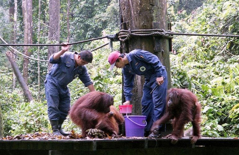 Borneo - Into the Heart of the Rainforest