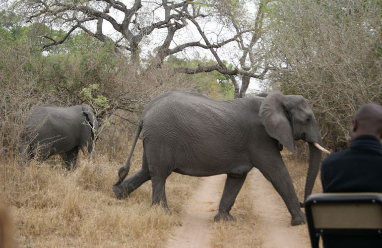South African Safari and Victoria Falls