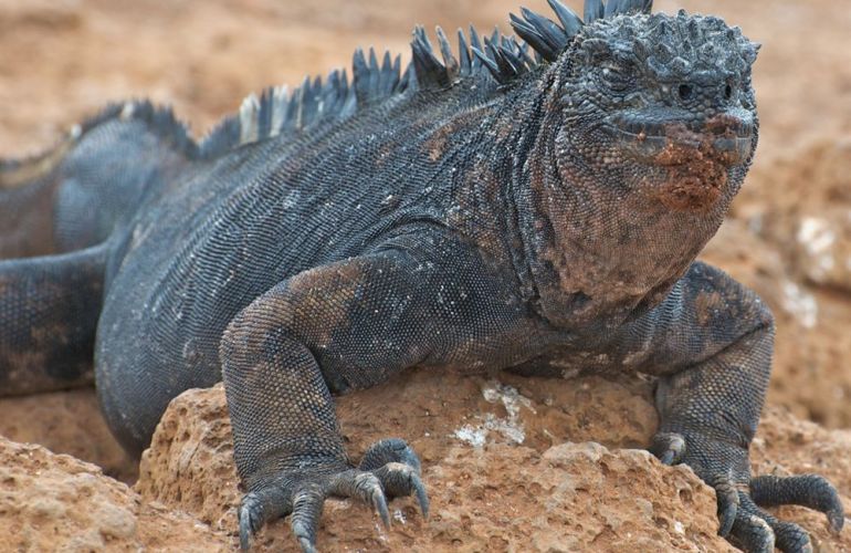 Comfort Galapagos - 6 Days G4 Cruise & Wildlife Adventure in North Islands