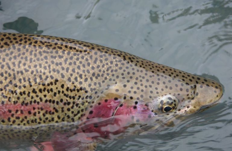 Alaska Family Fishing Adventure