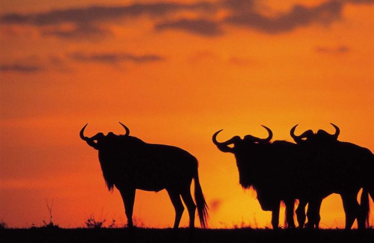 Southern African Circuit: 32-Day Cultural & Wildlife Adventure
