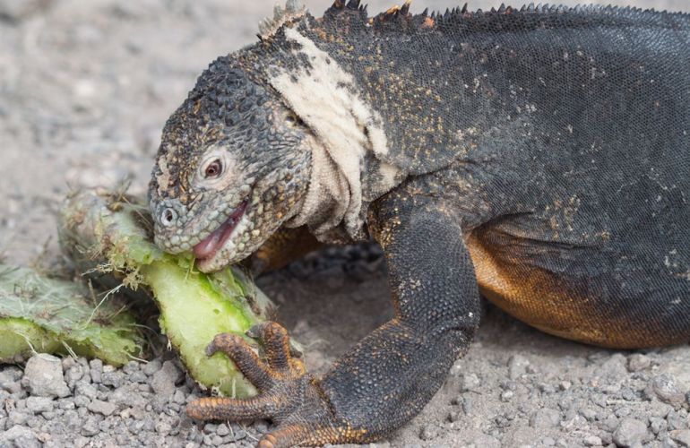 Voyage Galapagos: 7-Day G3 Cruise & Wildlife Adventure in Central Islands