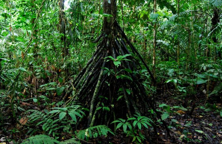 Spend 5 Days Exploring the Amazon of Ecuador