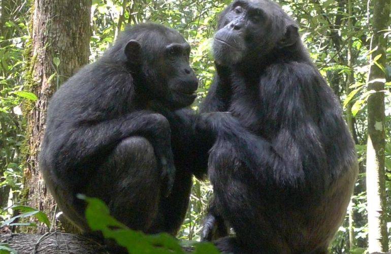 32-Day Wildlife & Cultural Experience in Rwanda, Uganda, Kenya & Tanzania