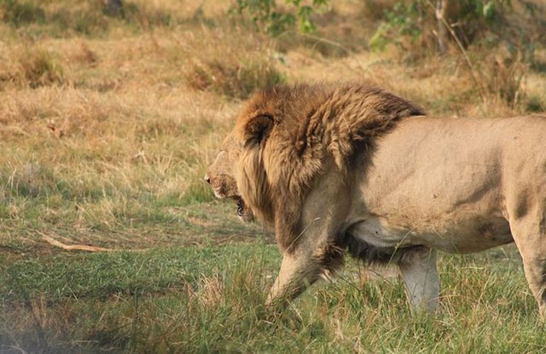 Explore the Landscapes and Wildlife of Botswana Elephant Trail