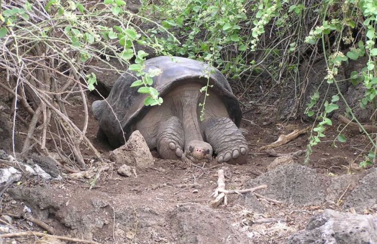Ecuador's Galapagos Islands (Ecological wonderlands of the Galapagos Islands) - Tour Length: 8 Days