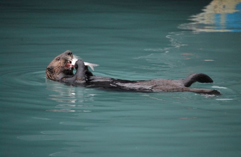 Alaska's Kenai Peninsula Adventure