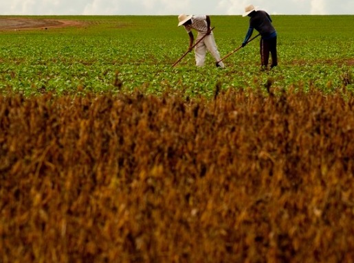 Aposentadoria rural seguirá novas regras da Previdência