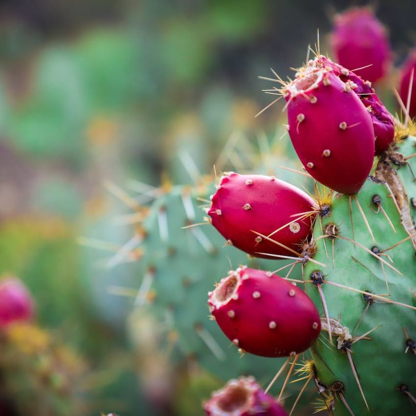 Why Prickly Pear Is The ‘It’ Ingredient For Skin And Hair
