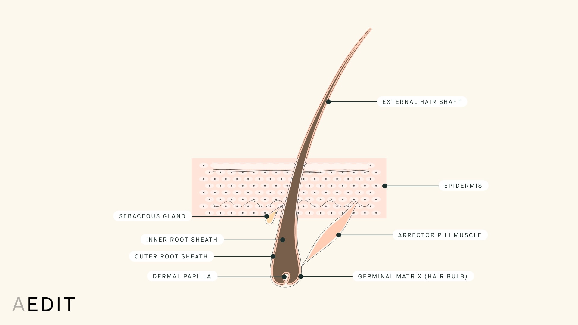 Hair Follicle Anatomy Illustration