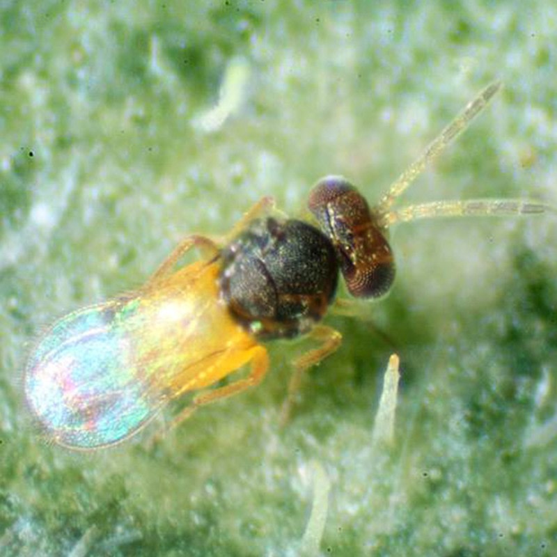 Matrigna formosa