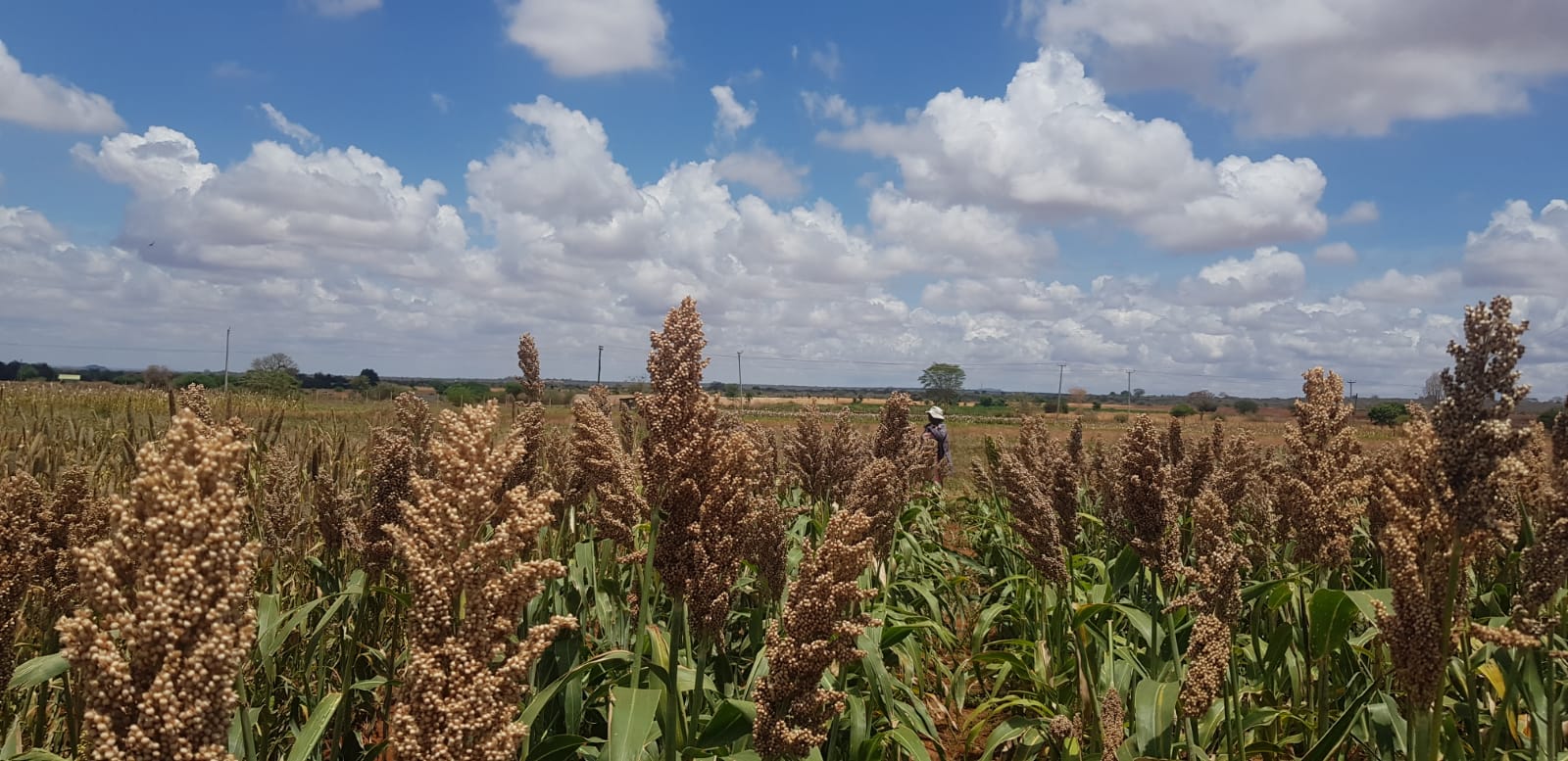 The Crucial Role of Resilient Food Systems in a Changing World