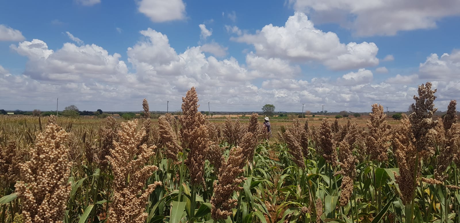 The Crucial Role of Resilient Food Systems in a Changing World