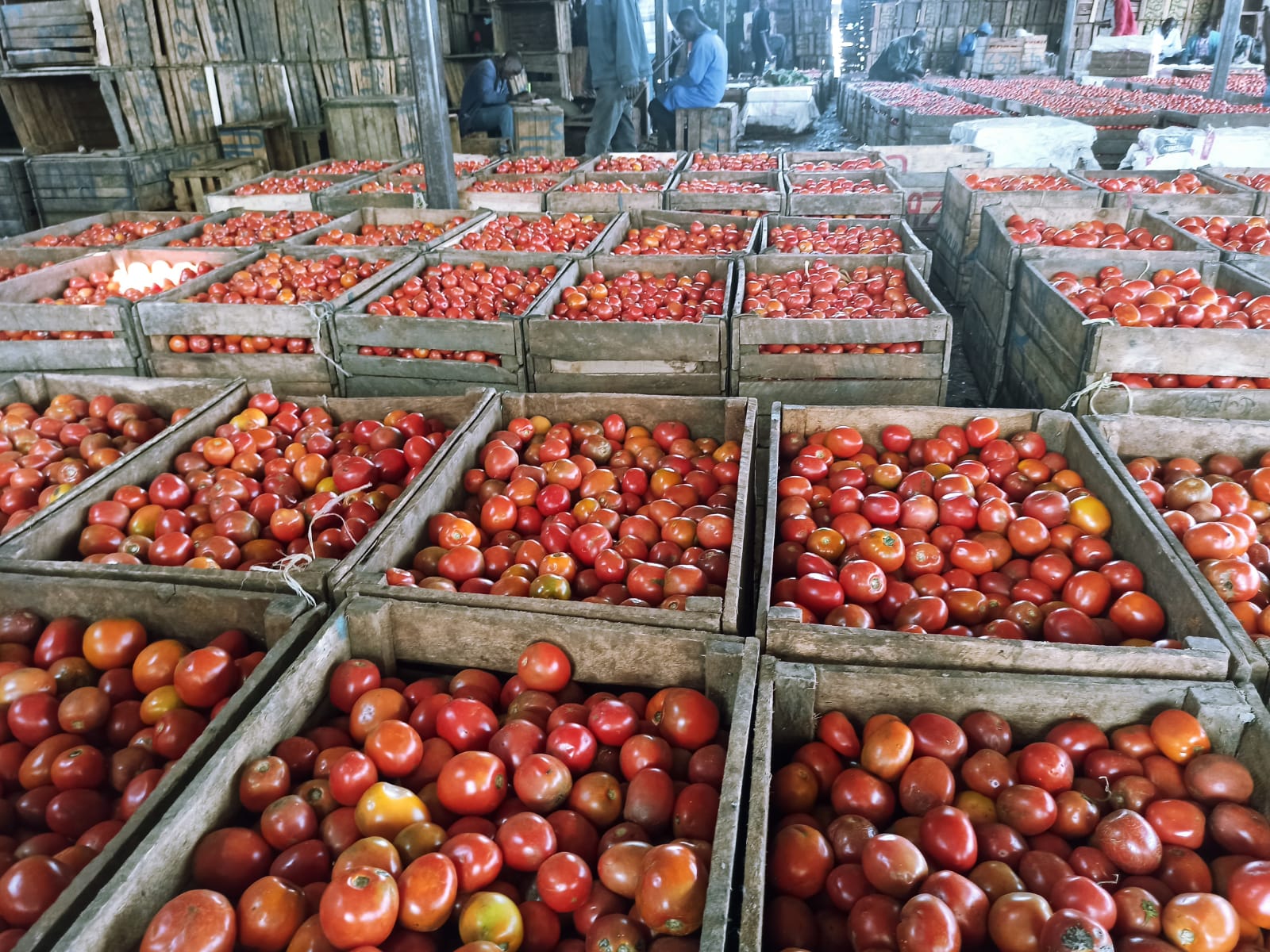 Powering Food Security: How Green Energy Solutions Empower Smallholder Farmers