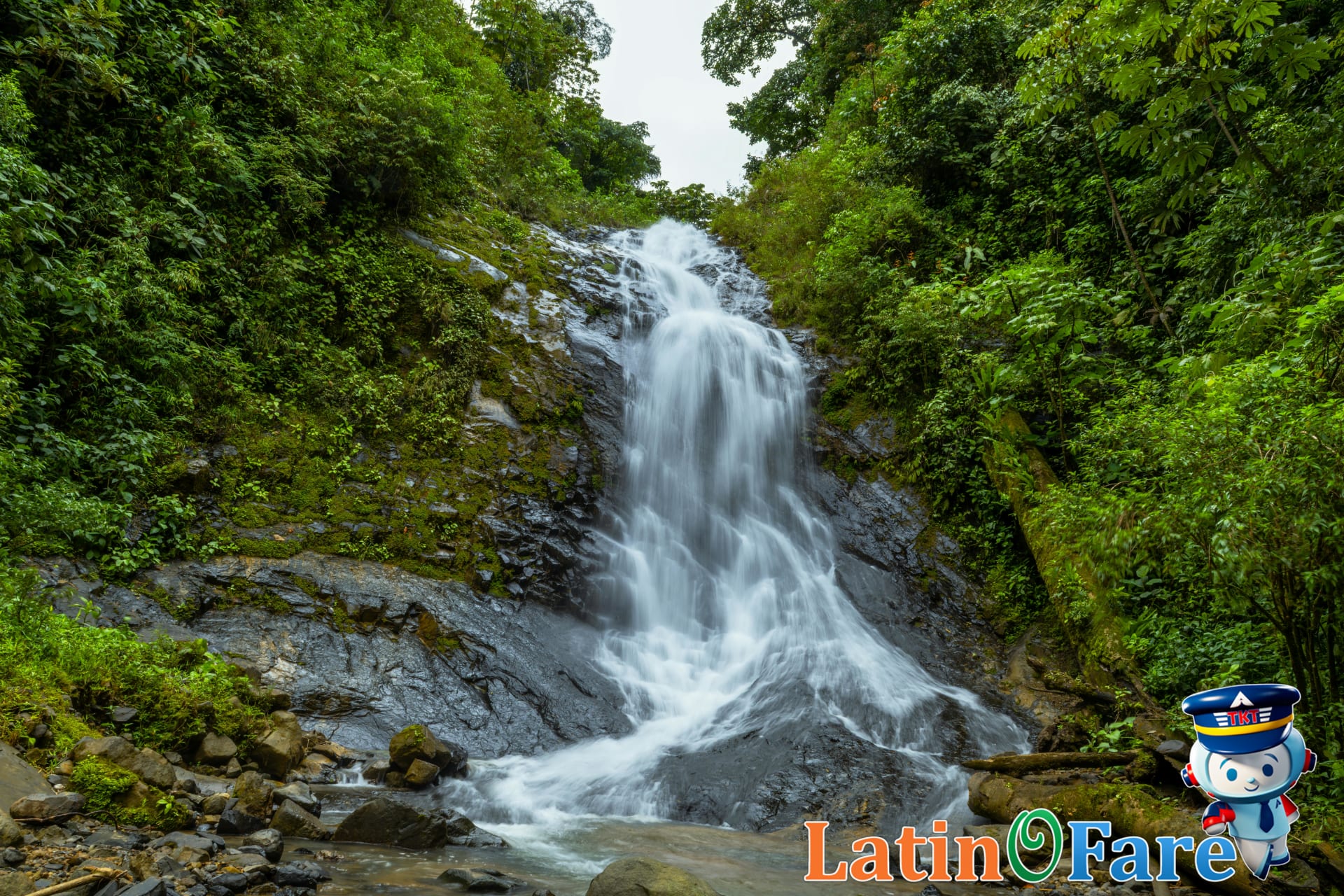 Costa Rican wildlife and plants thriving in lush green season rain for nature-focused travel.