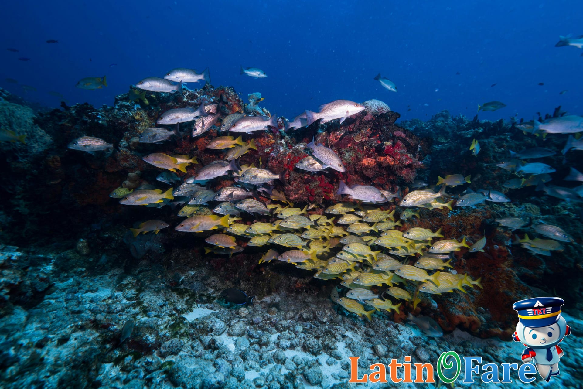 Diving at Key Largo coral reef in Florida Keys beach area with abundant tropical fish and coral.