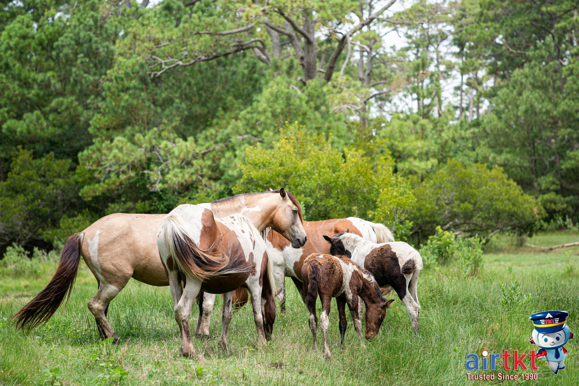 Wild horses running freely on Outer Banks beach during daytime near iconic dunes and shoreline