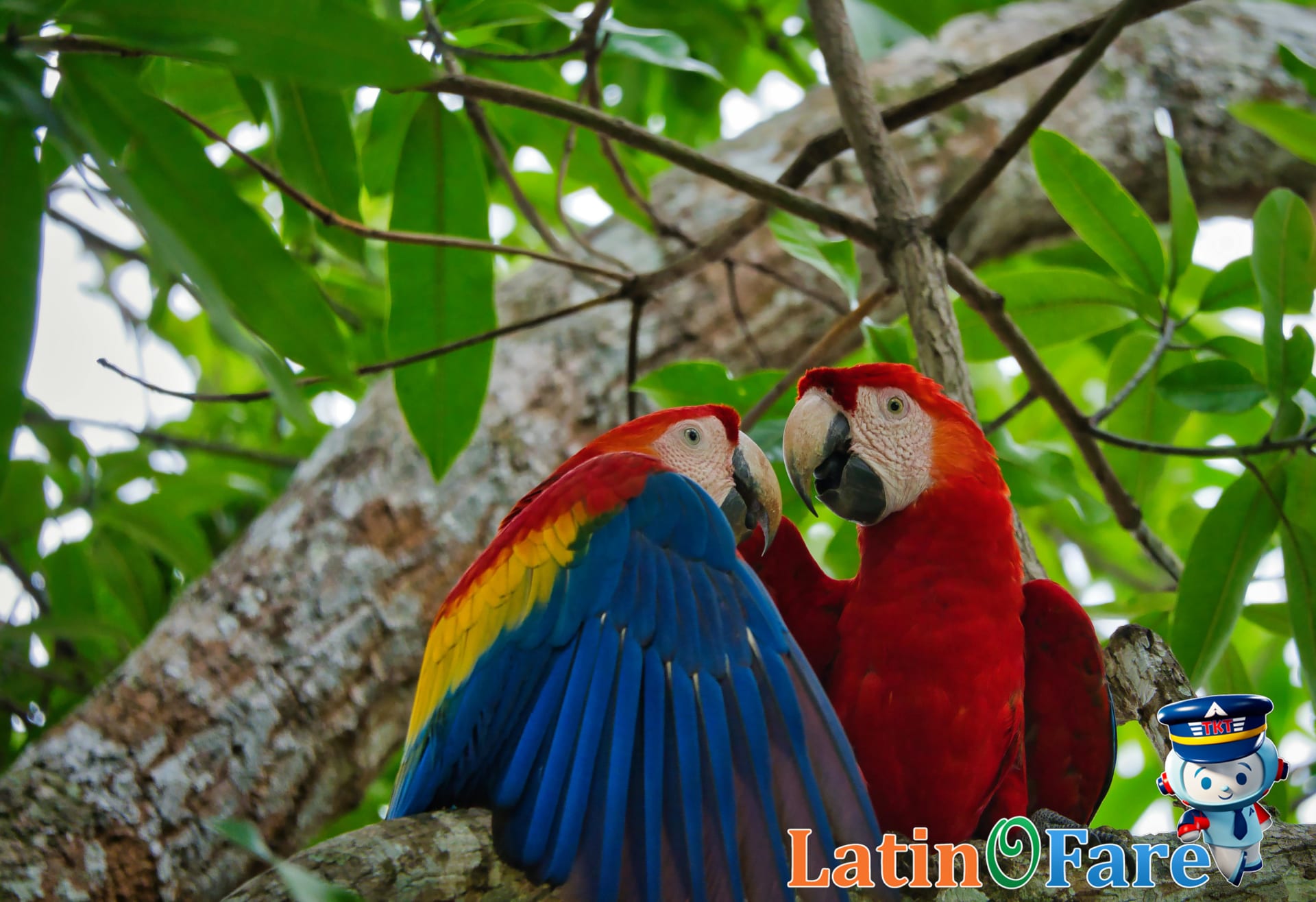 Scarlet macaws and monkeys in Arenal rainforest wildlife zone for Costa Rica wildlife viewing.