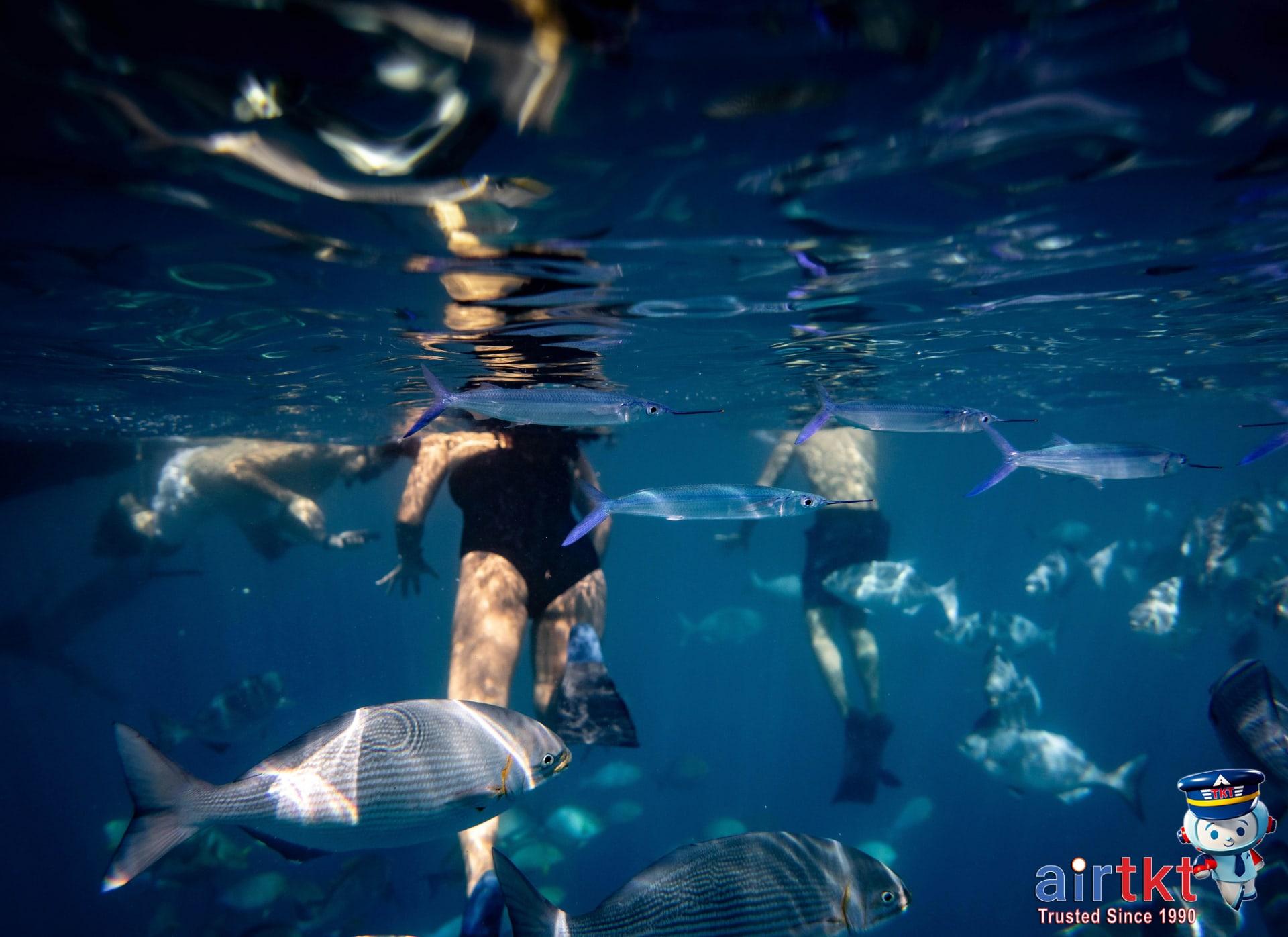 Travelers snorkeling in Maui clear waters among tropical fish and reef