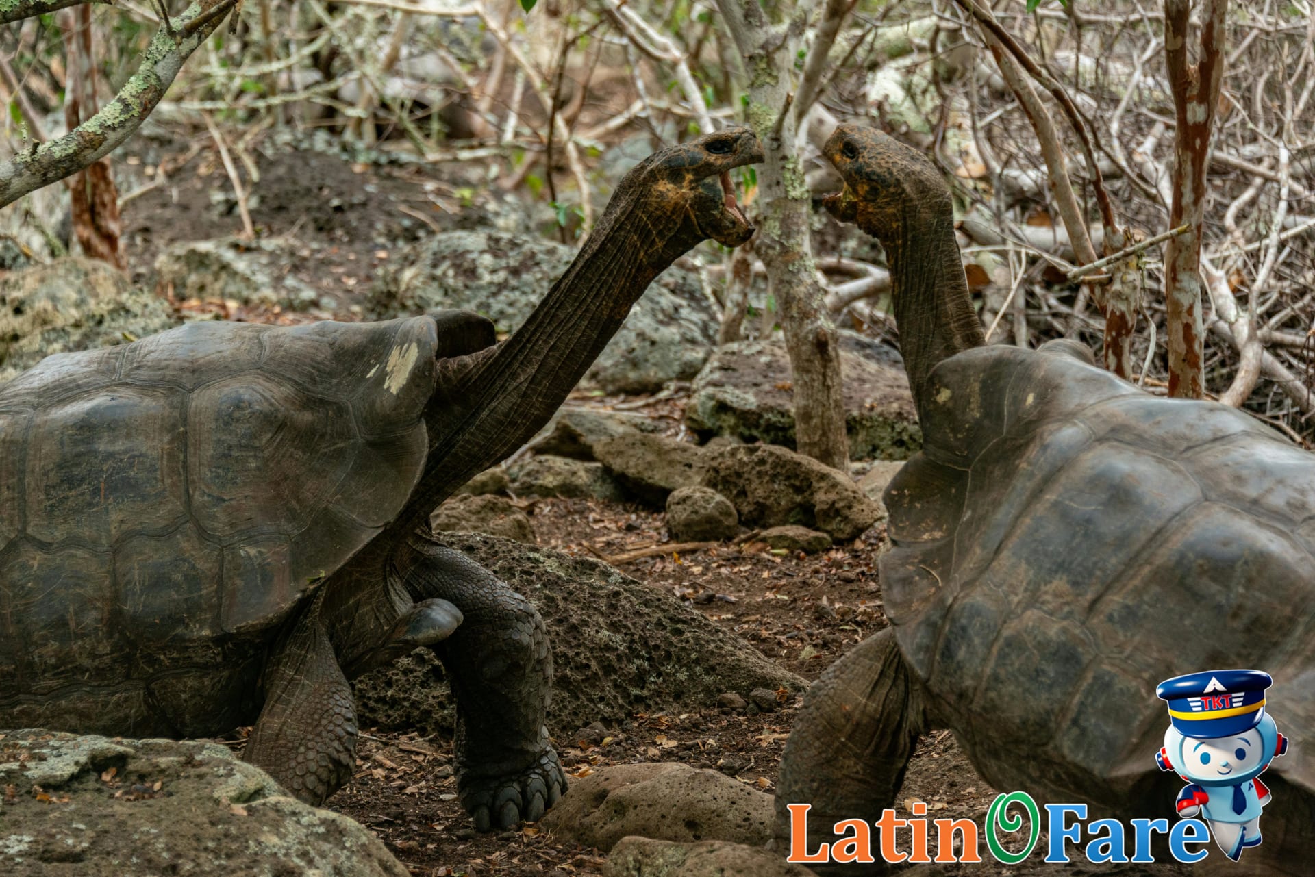 Sustainable travel practices in the Galápagos Islands supporting responsible eco-tourism